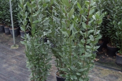 Lauro nobilis 